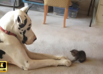 dog and cat friends