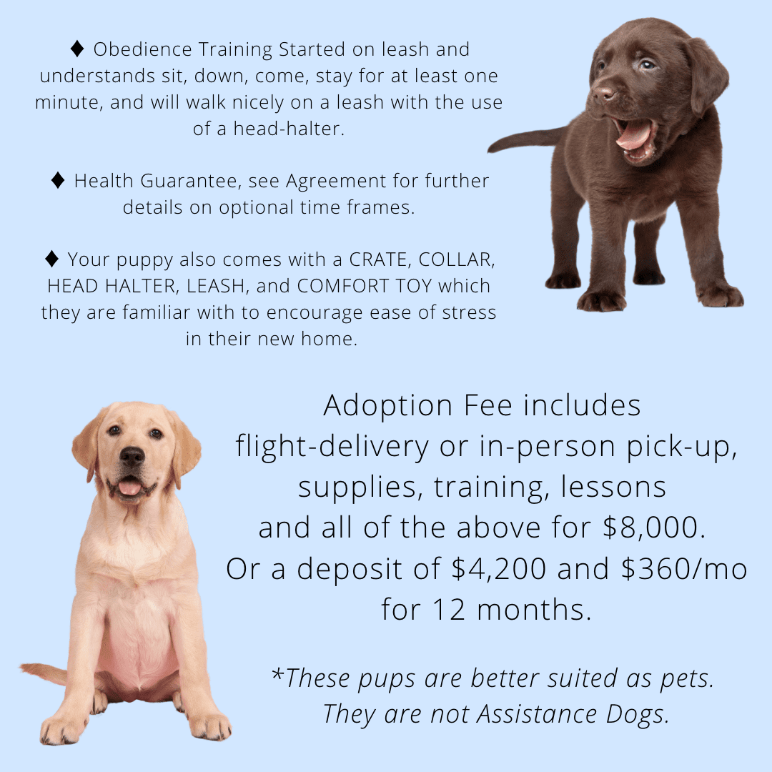 adopt a therapy dog near me