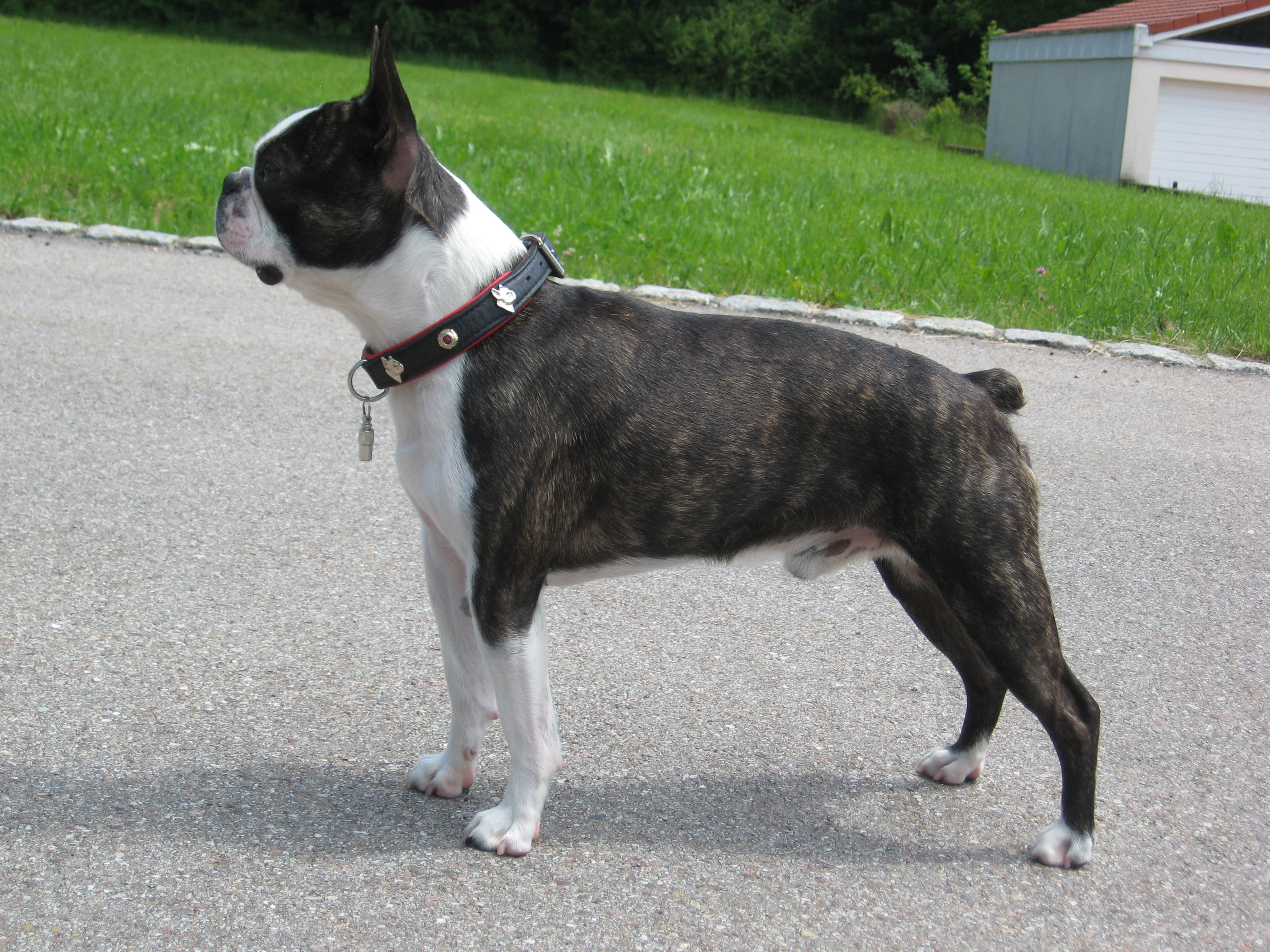 images of boston terrier