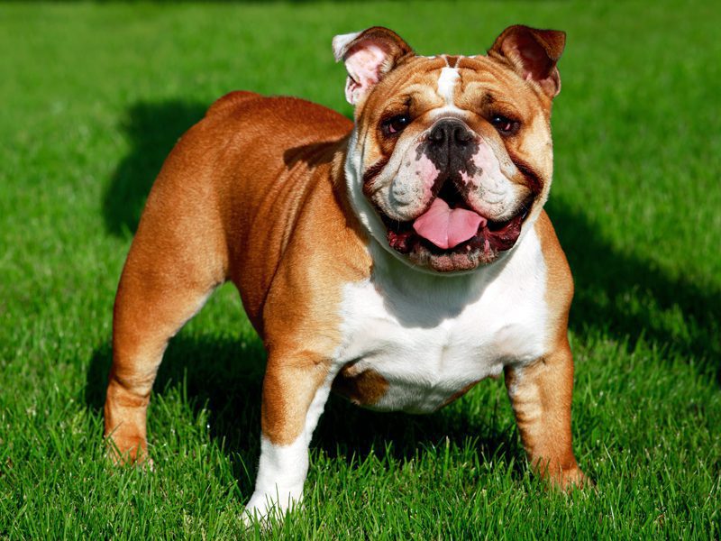 purebred english bulldog for sale