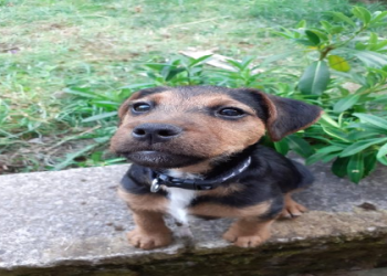 jack russell terrier for sale in texas