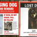 petfinder lost dog