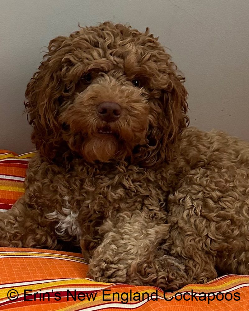 cockapoo rescue new england