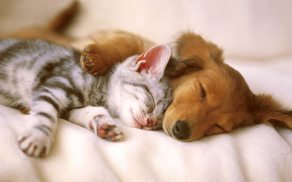 cute kitten and puppy