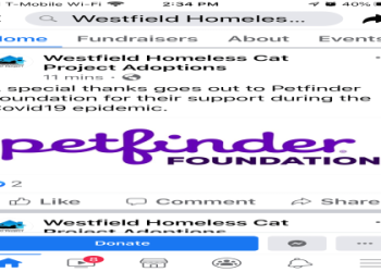 homeless cat network