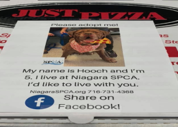 how to name your pet in adopt me