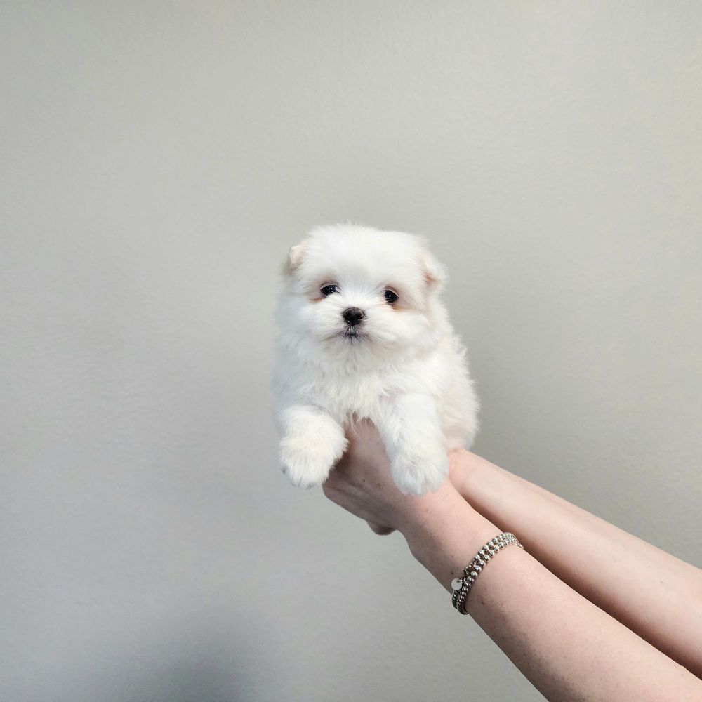 dogs for sale near me puppies