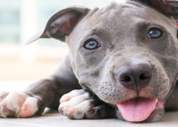 cheap pitbull puppies for sale near me