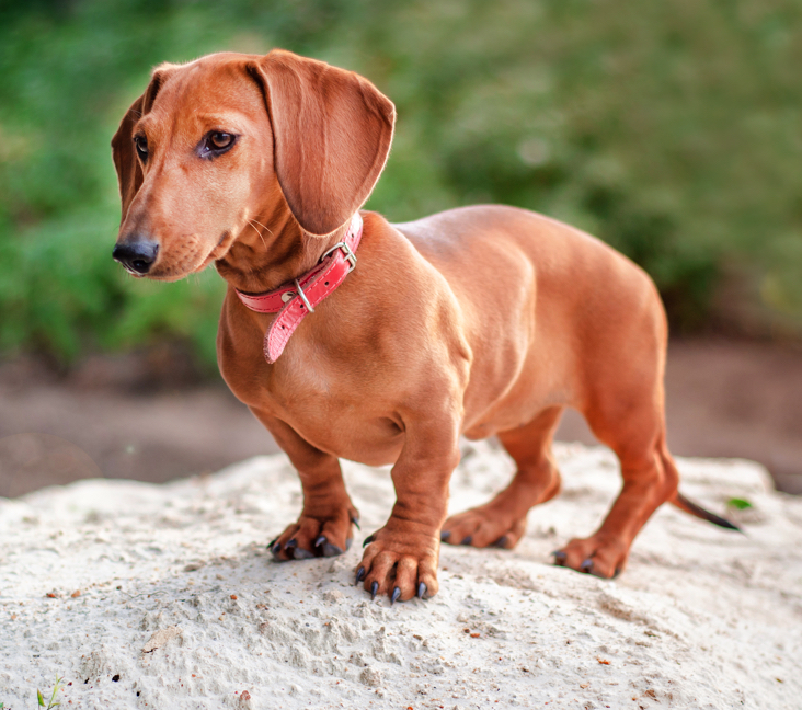 dachshund puppies for sale in indiana