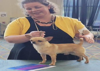 chihuahua breeders indiana