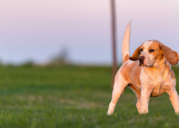 beagle breed price in india