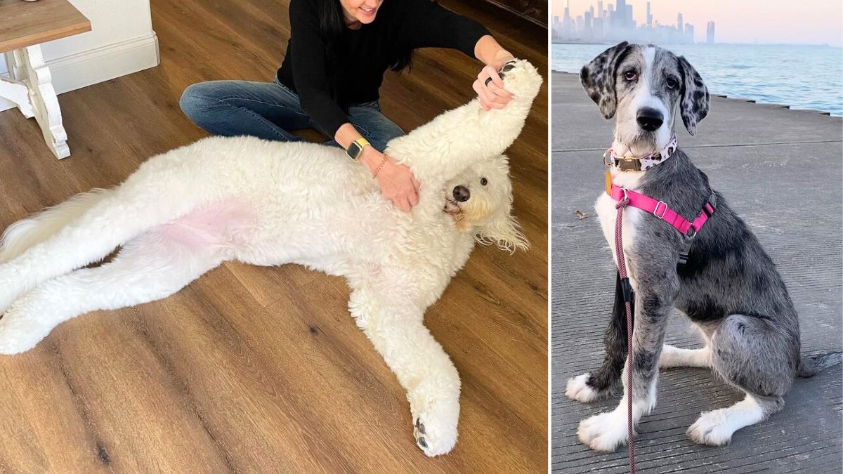 biggest doodle breeds