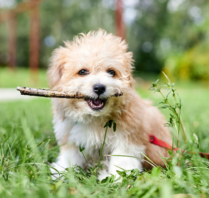 adopt maltipoo near me