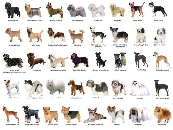 dog breed finder
