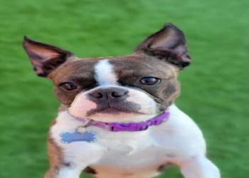boston terrier breeders florida