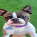 boston terrier breeders florida