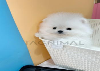 online puppy selling sites