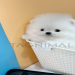 online puppy selling sites