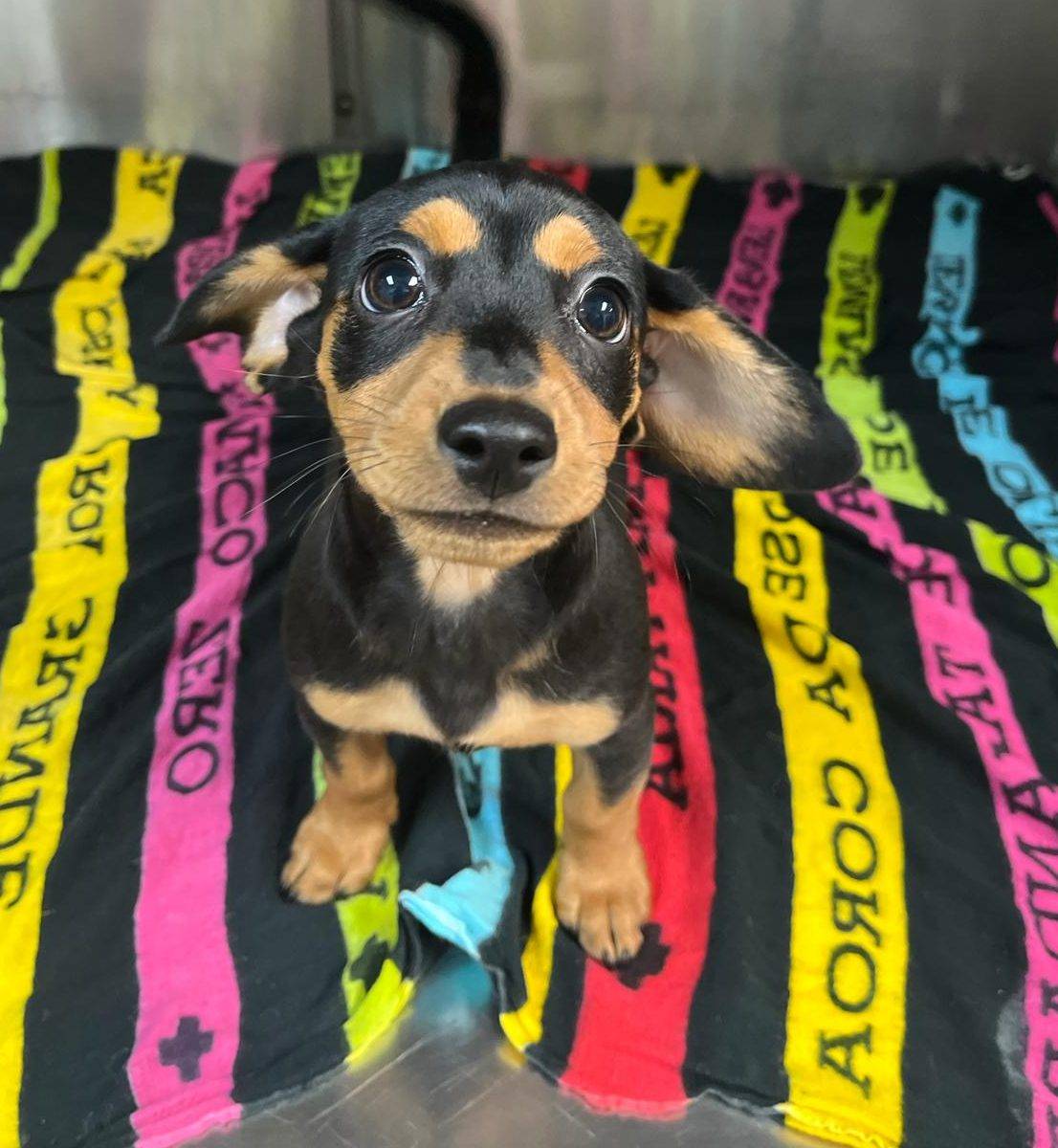 free puppy adoption miami