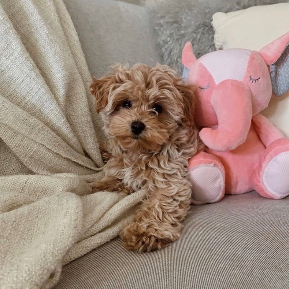 maltipoo for sale in california