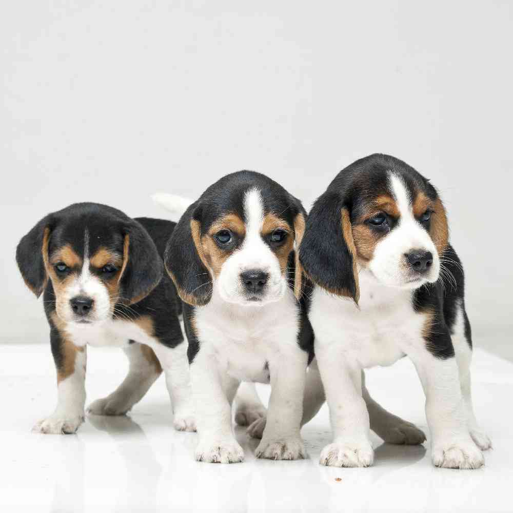 beaglier puppies for sale texas