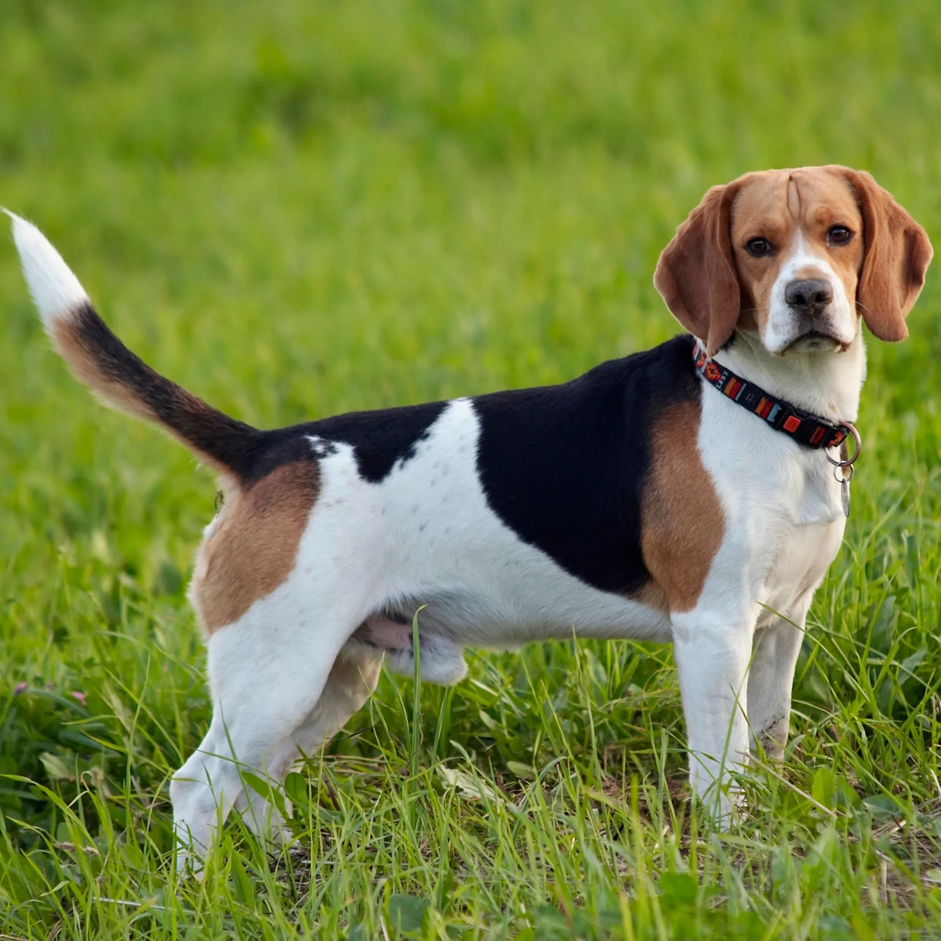 beagle breed price in india