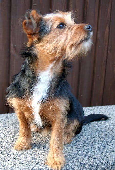 jack russell and yorkshire terrier mix