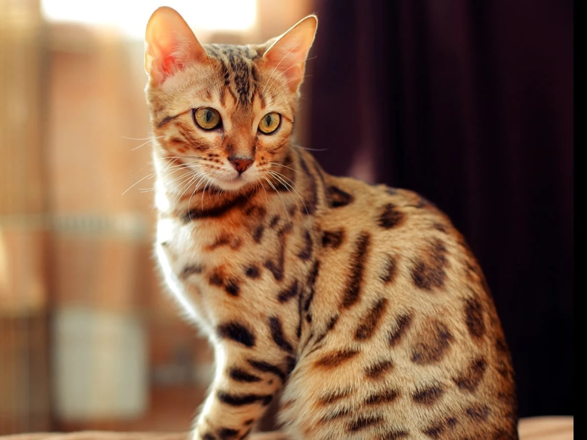bengal cat cost usa