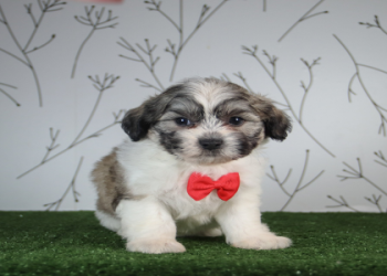 cute puppies for sale near me free