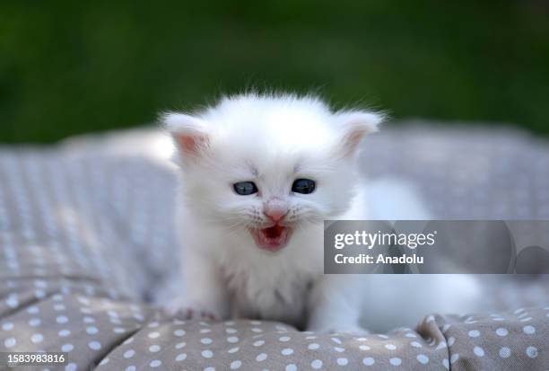 angora kitten