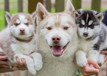 price of husky puppy in india