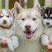 price of husky puppy in india