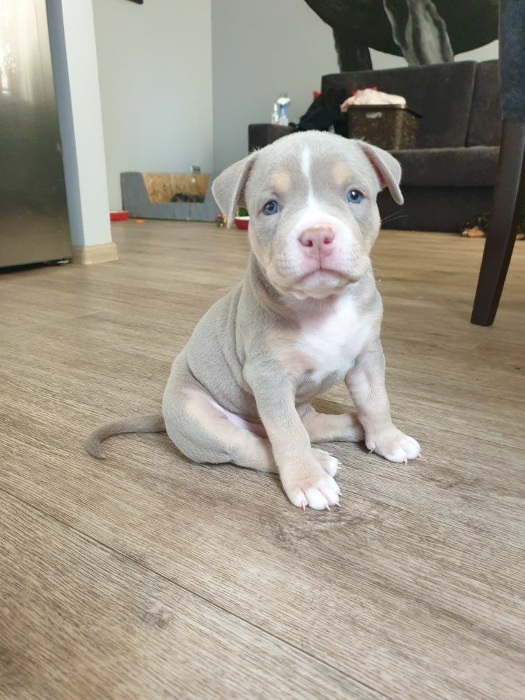 pitbull puppies florida
