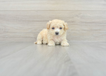 maltipoo puppies in florida