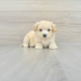 maltipoo puppies in florida