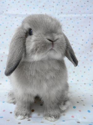 gray lop eared rabbit