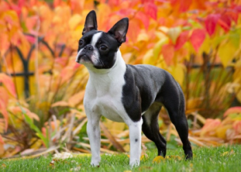 boston terrier seal and white