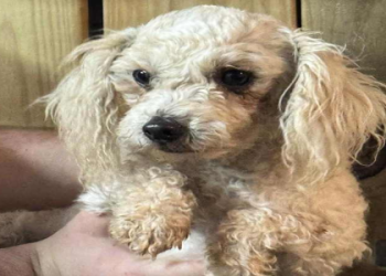 adopt maltipoo near me