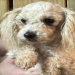 adopt maltipoo near me