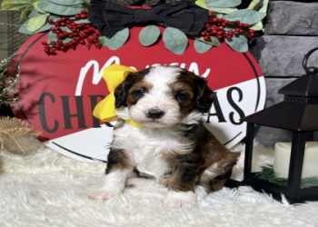 bernedoodle rescue dogs