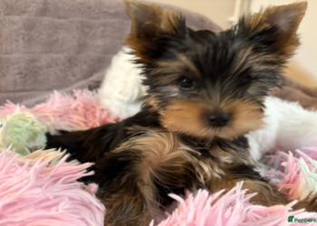 yorkshire terrier rescues near me