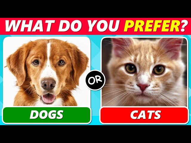 should i get a cat or dog quiz