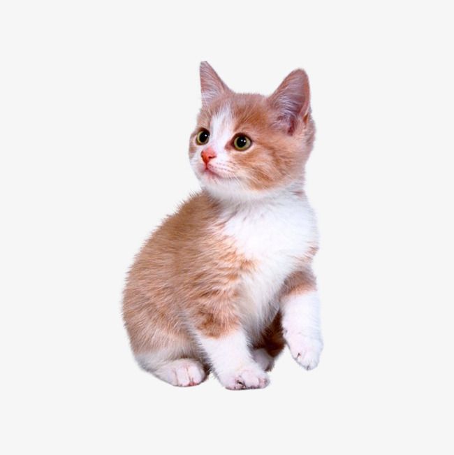 cute kittens png