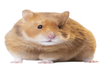 order animals online