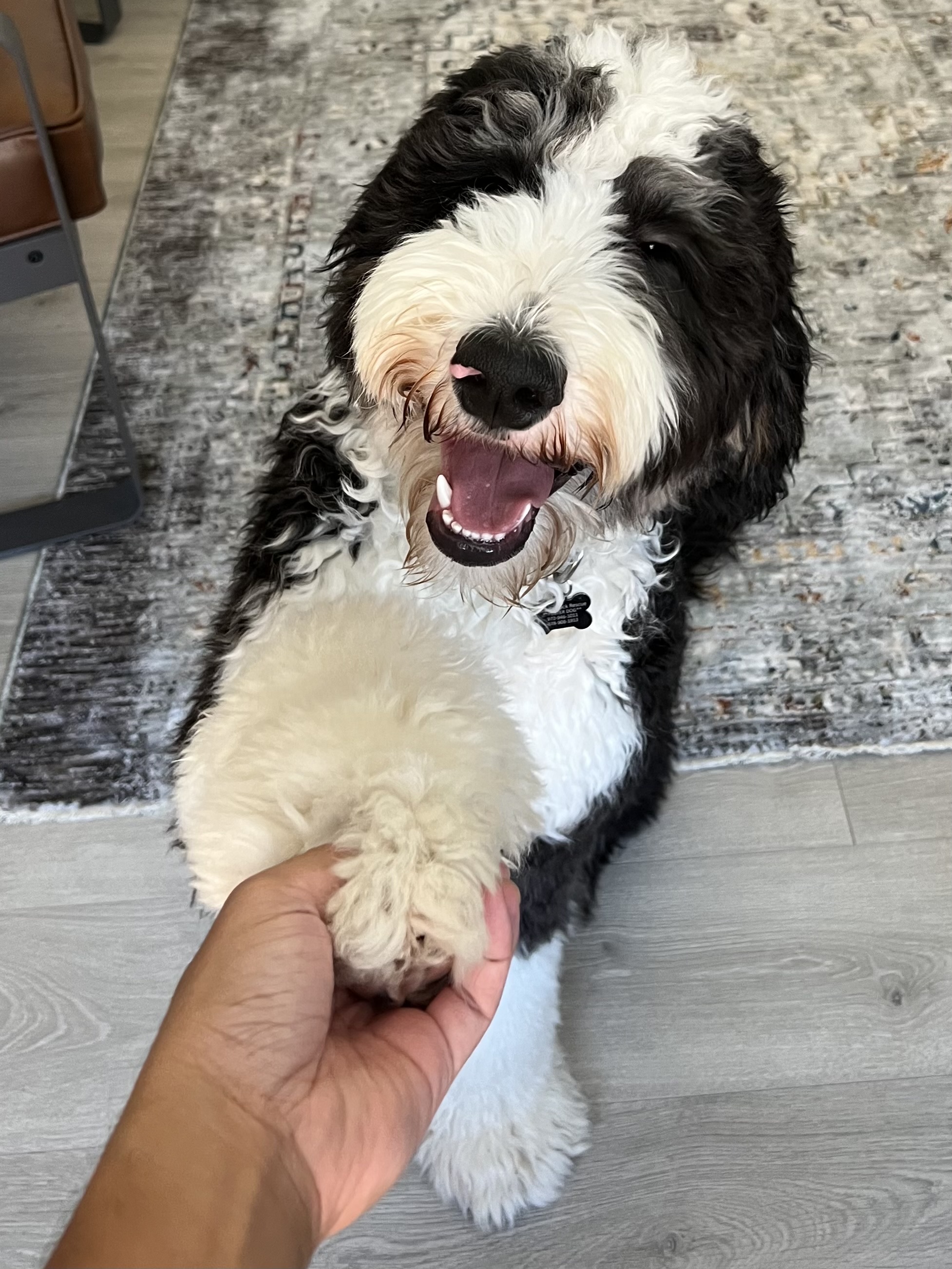 bernedoodle rescue dogs