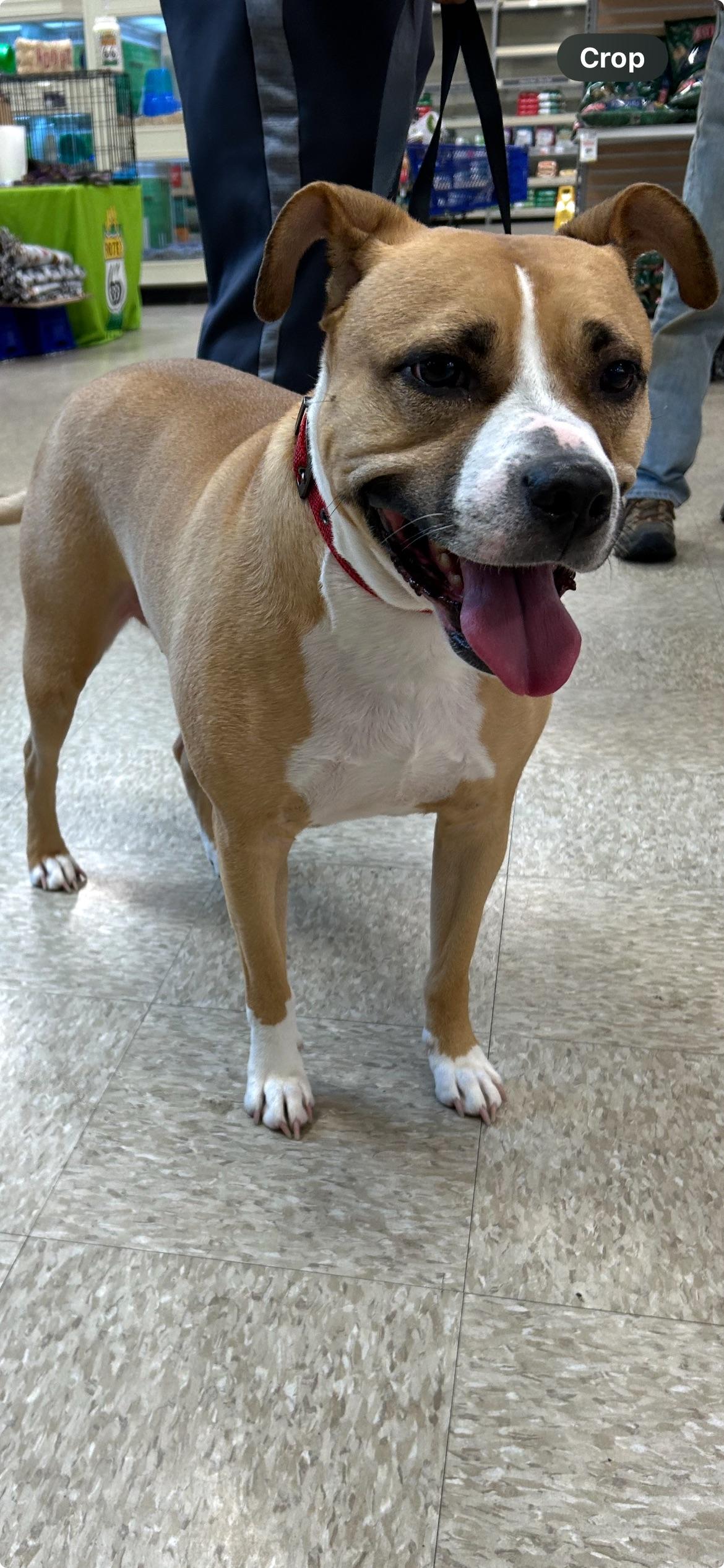 petfinder tulsa dogs