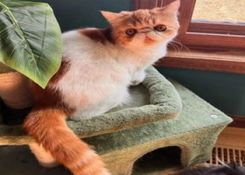 exotic shorthair cats near me