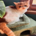 exotic shorthair cats near me