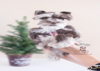 schnauzer breeders florida