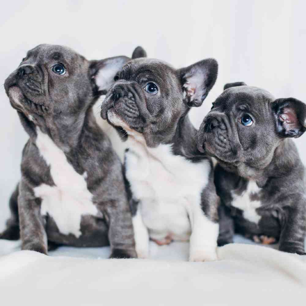 french bulldog puppies in michigan